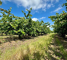 Продаётся/сдается в аренду ПЛОДОВЫЙ САД с капельным орошением