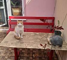 19997. Предлагаю к продаже трехкомнатную ...