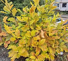 Se vinde casa in raionul Drochia satul Sofia