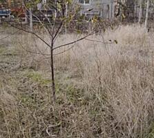 Продам земельный участок 6 соток земли. Находится в селе Кошары ...