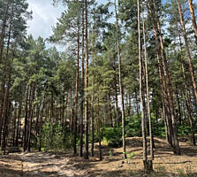 продаж ділянка під житлову забудову Бориспільський, Проців, 88000 $