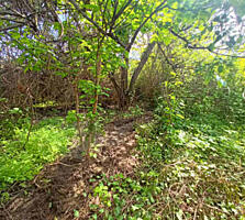 Совиньон Зеленый гай участок 12 соток