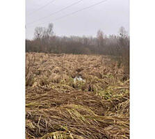 продаж ділянка сільськогосподарського призначення Бориспільський, Голо