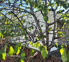 Участок в Латовке