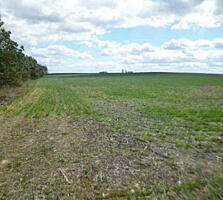 продаж ділянка сільськогосподарського призначення Бориспільський, Воро