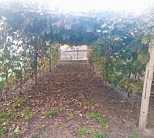 Терновка дом дача 7 соток вода электричество