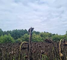 продаж ділянка сільськогосподарського призначення Бориспільський, Голо