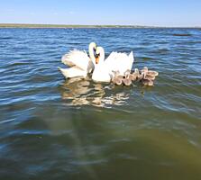 Продам 2,двухкомнатных домика на Лимане