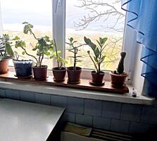 2-х комнатная квартира на Кировском