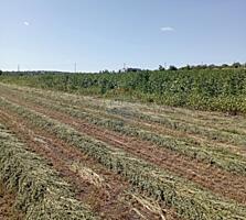 Teren extravilan Trușeni, Mun. Chișinau