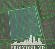 Spre vînzare se oferă teren plantat cu viță de vie, situat în com. ...