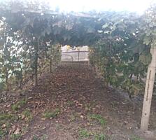 Терновка дом (дача) вода электричество газ рядом ухоженный участок