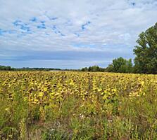 продаж ділянка сільськогосподарського призначення Бориспільський, Воро