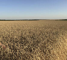 В продаже участок под ведение сельского хозяйства, площадью 5,26 га, .