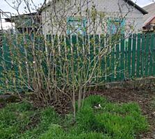 Дом в Малой долине (Ильичевск)