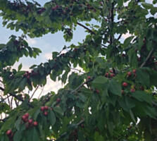 Продам три участка!