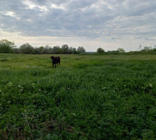 Продам землю под посевы