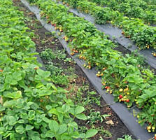 Продам земельный участок 4.36 га с теплицами клубники и садом 4.36 ..