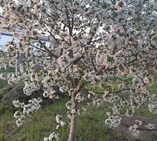 В продаже ровный участок правильной формы со всеми коммуникациями в ..