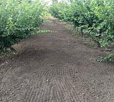 Продается участок 20,6 соток. Ухоженный, молодой сад. Вода - ...