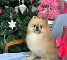 Сниму квартиру