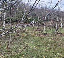 Ocnița, vînd cota de teren