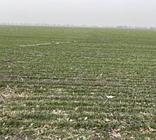 Продается большой участок 60 соток, расположенный между ...