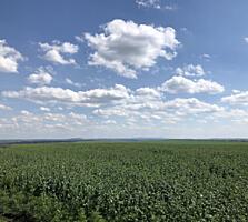 Куплю квоту срочной продажи под сельское хозяйство в пригороде Бельц