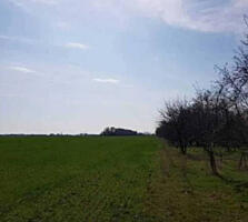 Предлагается к продаже участок 617 соток вс. Светлое. Два фасада с ...