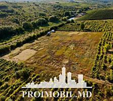 S pre vânzare se oferă teren cu destinație agricolă, situat la prima .