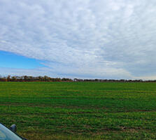 Продається пай 4.78 га в межах села Августівка