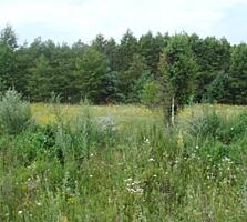 Ваш Уголок Спокойствия: Участок 25 соток возле Десны и Леса (с. ...