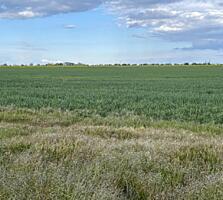 Предлагается к продаже общей участок площадью 7,3 соток в селе ...