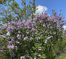 LOT linga Vadul lui Voda URGENT!