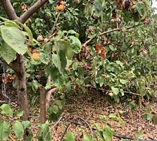 Продам земельный участок в селе Светлое. Участок площадью 6 соток, ...