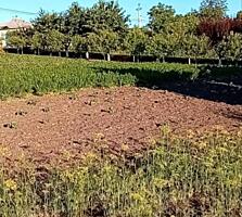 Vând teren pentru casă, 26 ari, lângă pădure – Recea (25 min de Balti)