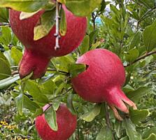 Продается дача в Тирасполе