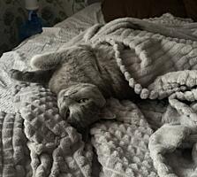 Куплю Дом, Квартиру