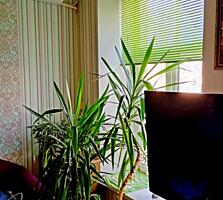 Продажа 1 комнатной квартиры с ремонтом в центре