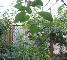 Снижена цена! Срочно ! Фасадный участок на Дмитрия Донского!