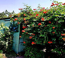 Продажа дачного участка.