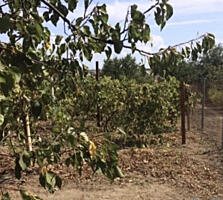 Сухой Лиман, 6-ь соток свободной земли, правильной формы 15 мин. от ..