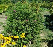 Продается дачный участок