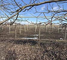 Предлагается к продаже участок 35 соток в Межлиманье. Правильной ...