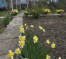 Продается дача в СОТ Черёмуха