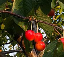 Дача кооператив Чайка 5.5сот