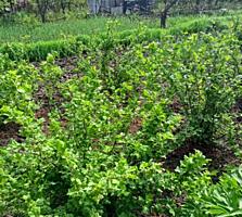 Продажа земельного участка село Рошканы