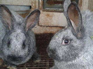 Кролики серебристые