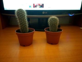 Vind cactusi de diverse marimi si forme.