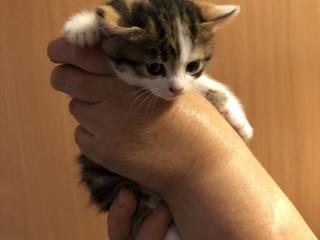 Daruiesc o pisica mica si frumoasa. Отдам в хорошие, добрые руки